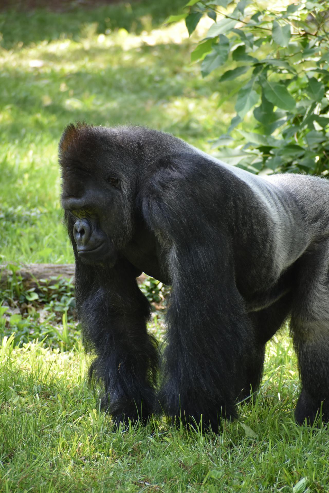 Mountain Gorillas
